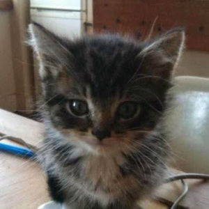 Meet your Posher, Janice